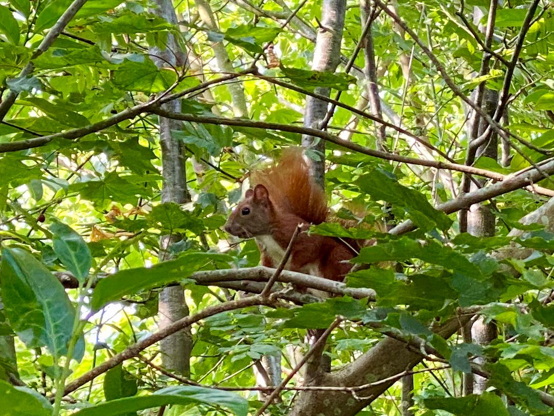 Eichhörnchen im Baum - Garten-Bewohner am Ferienhaus