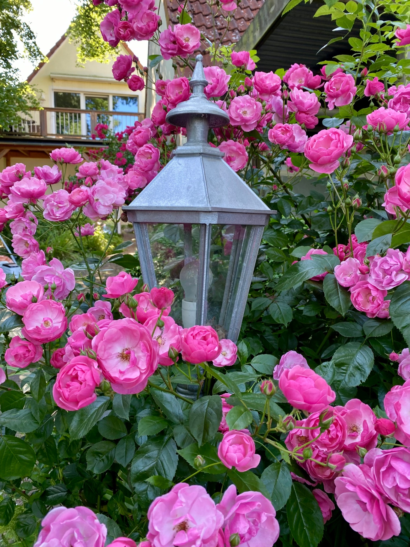 Rosen und Laterne vor dem Ferienhaus